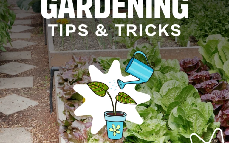 Gardening tips & tricks | Proptino UK